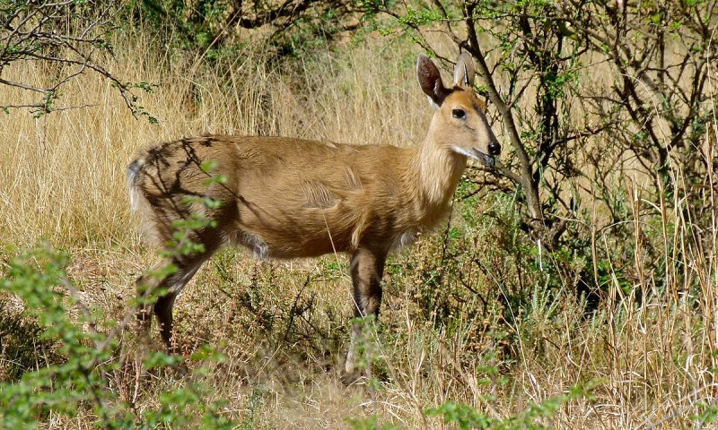 Дукер обыкновенный (Sylvicapra Grimmia)