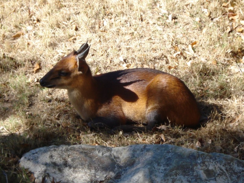 Cephalophus rufilatus