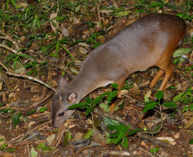 Cephalophus rufilatus