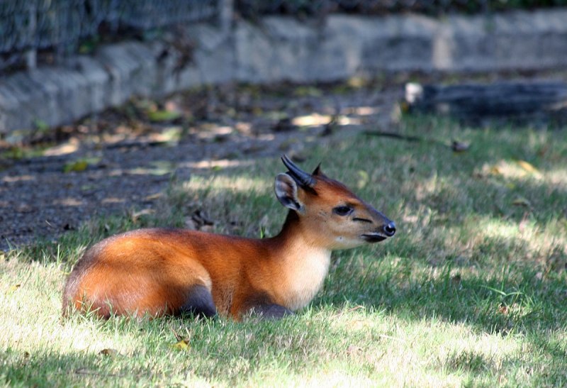 Cephalophus rufilatus