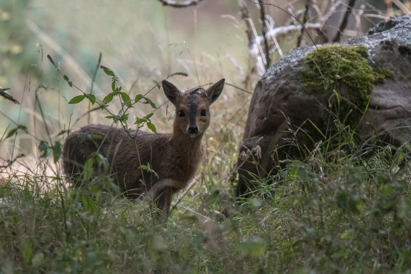 Дукер обыкновенный (Sylvicapra Grimmia)