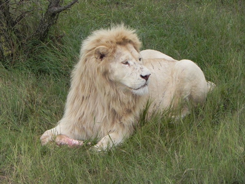 Королевский тибетский мастиф