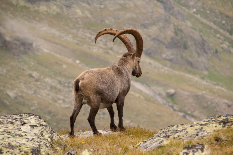 Oreamnos americanus