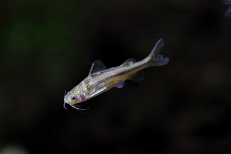 Карп обыкновенный – Cyprinus Carpio