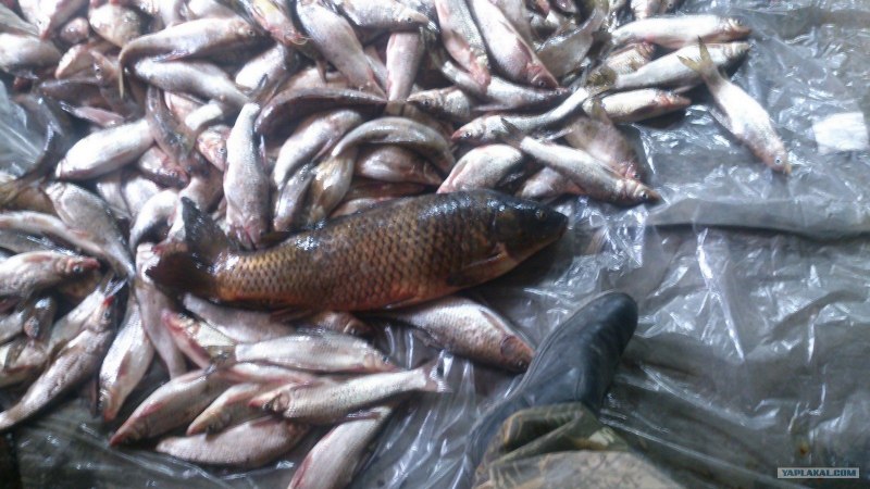 Рыбка Tautog