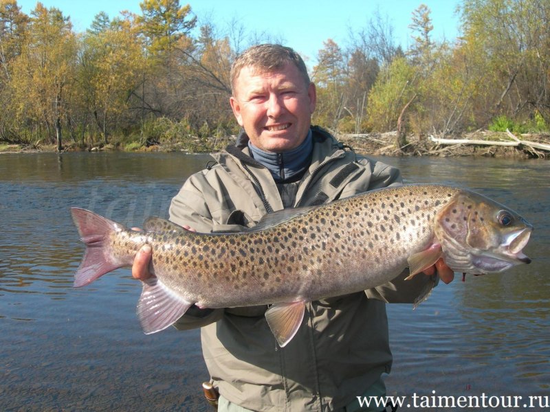 Обыкновенная щука (Esox Lucius)