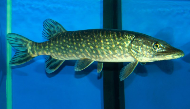 Атлантическая треска (gadus morhua)