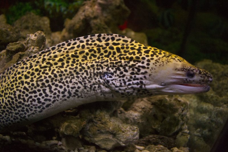 Обыкновенная щука (Esox Lucius)