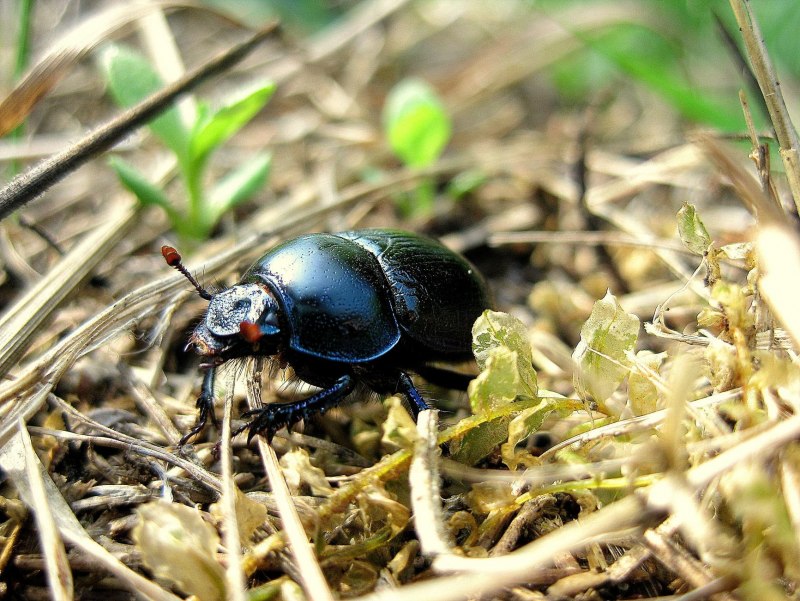 Beetle Жук