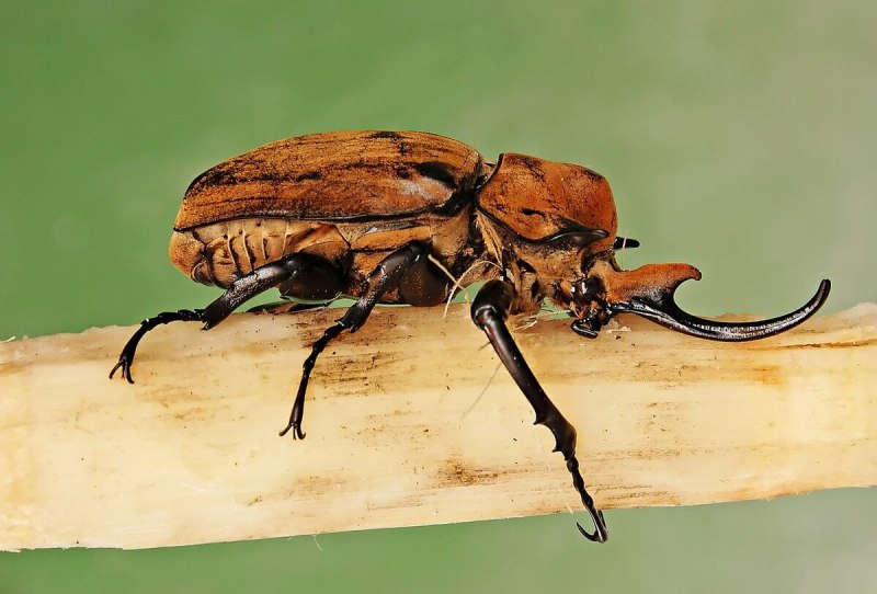 Megasoma Elephas Elephas