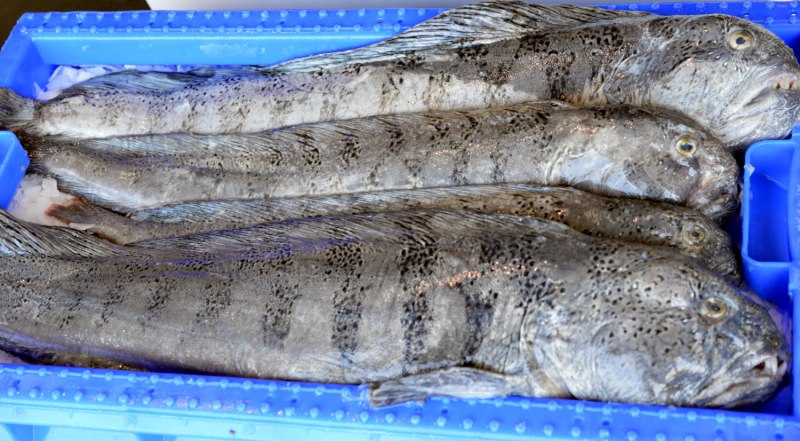 Дальневосточная зубатка (Anarhichas orientalis),