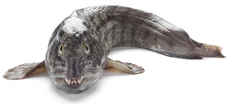 Дальневосточная зубатка (Anarhichas orientalis),