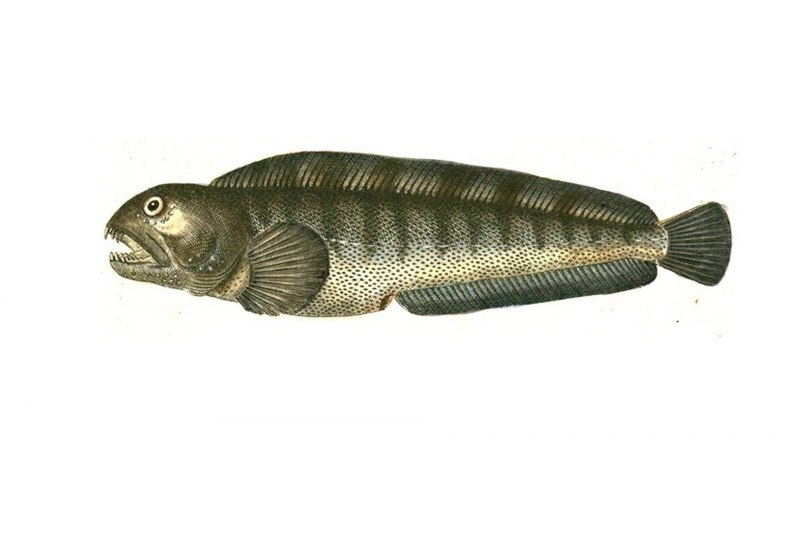 Дальневосточная зубатка (Anarhichas orientalis),