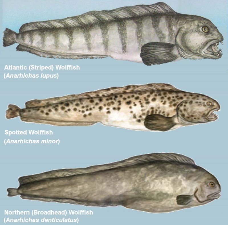 Морской сом зубатка рыба