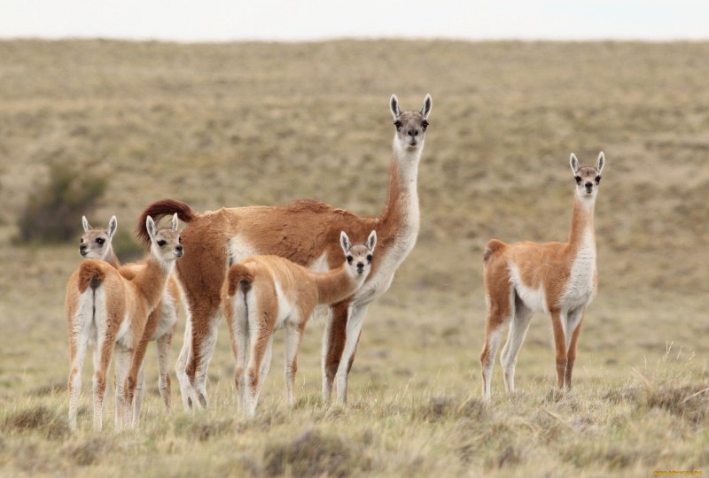 Гуанако в Южной Америке