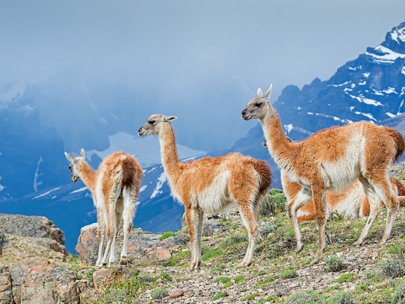 Лама гуанако в Южной Америке