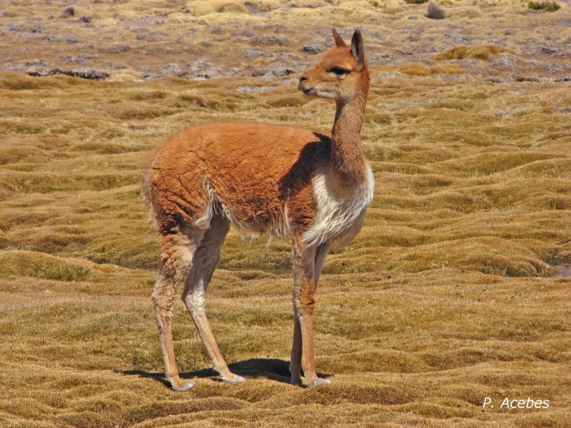 Гуанако в Южной Америке