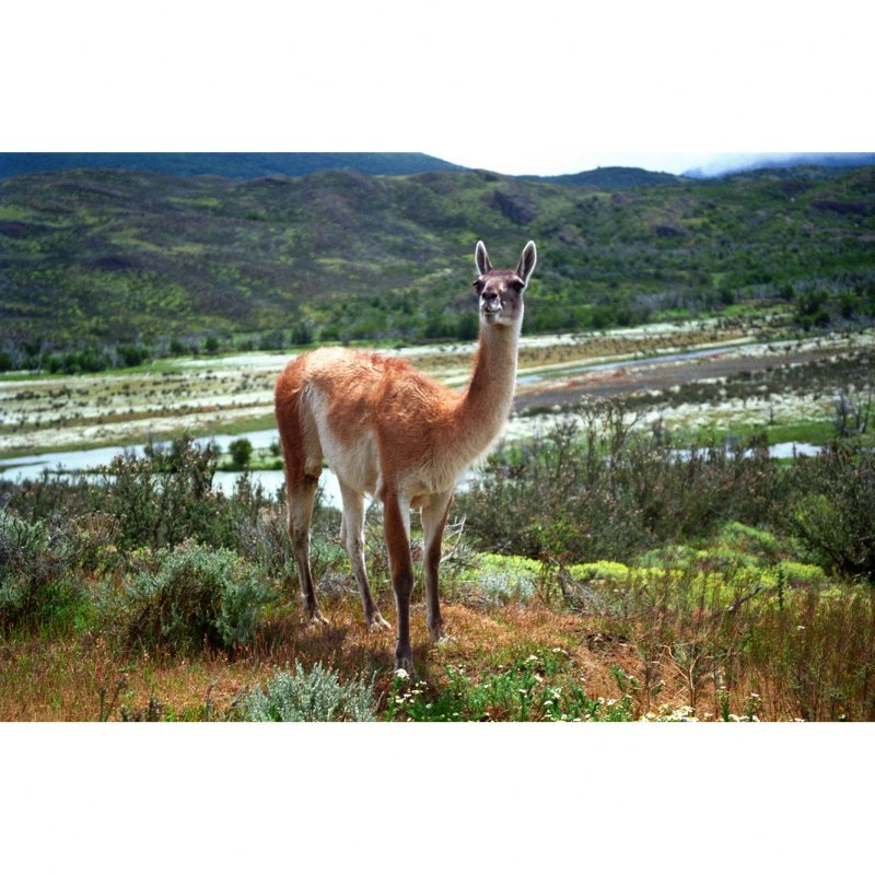 Гуанако в Южной Америке