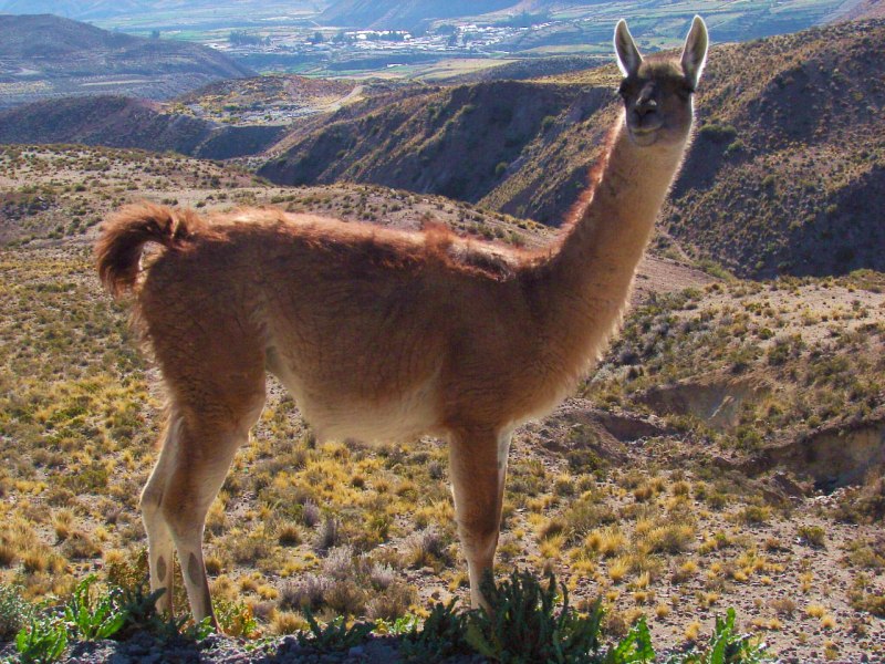 Гуанако в Южной Америке