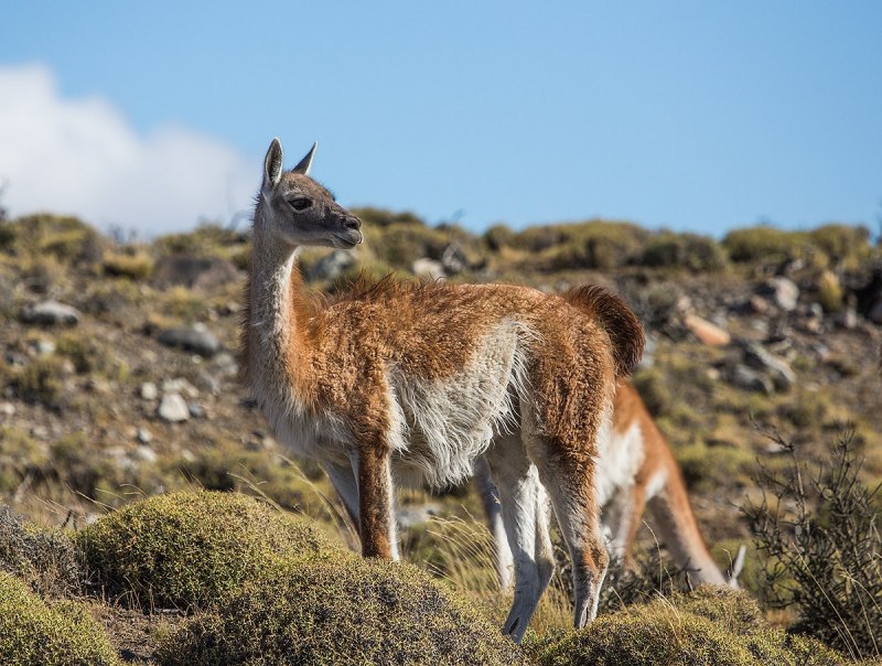 Лама гуанако в Южной Америке