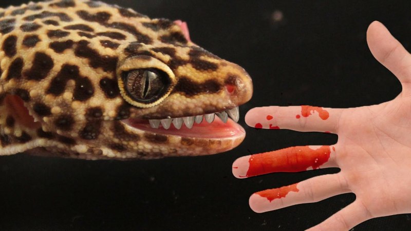 Leopard Gecko