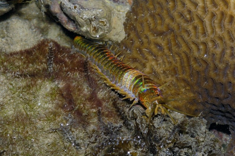 Эунице Афродита Eunice aphroditois