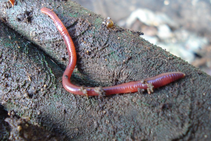 Velvet worm бархатный червь