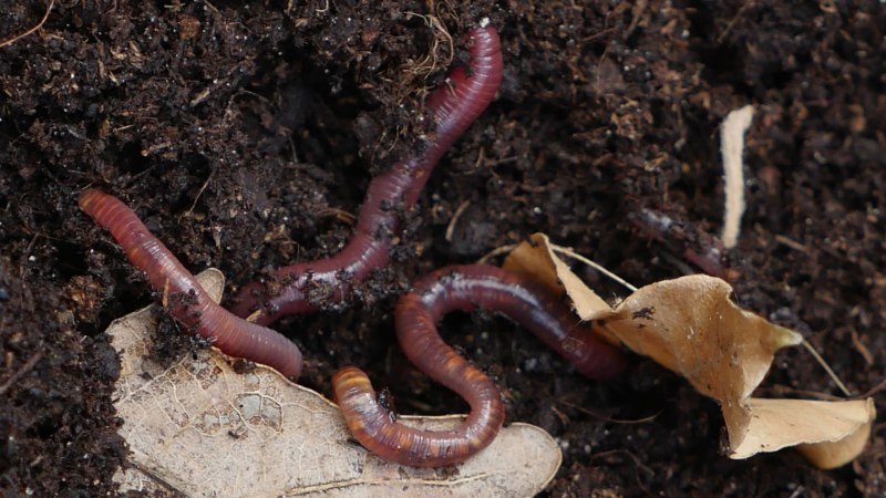 Выползок малый – Lumbricus rubellus