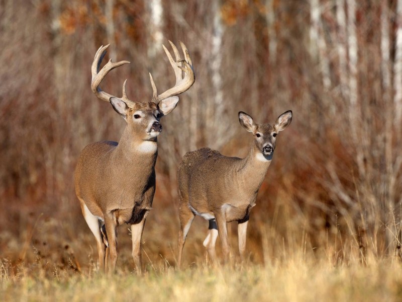 Виргинский, олень Odocoileus virginianus