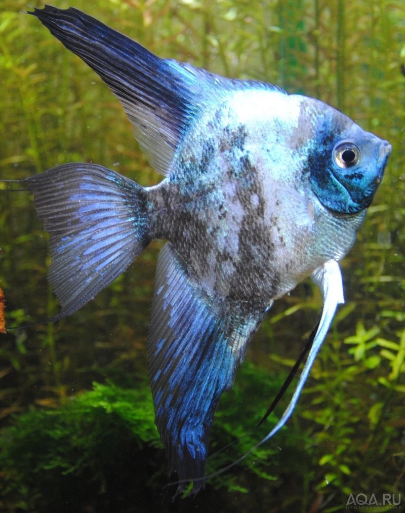 Скалярия пиной (Pterophyllum scalare pinoy)