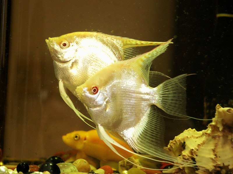 Скалярия "перуанский Альтум" (Pterophyllum scalare)
