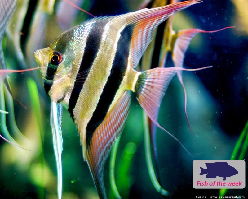 Скалярия пиной (Pterophyllum scalare pinoy)