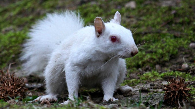 Белая белка