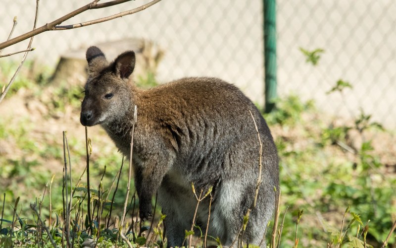 Dendrolagus bennettianus