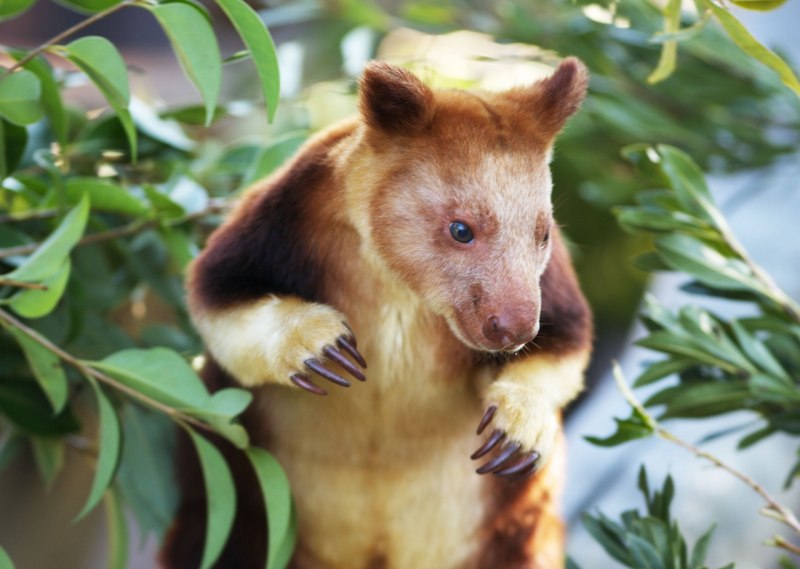 Двурезцовые сумчатые Diprotodontia