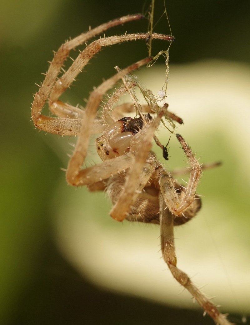 Обыкновенный крестовик - Araneus diadematus