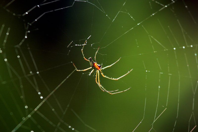 Садовый паук (Araneus diadematus