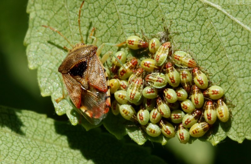 Dolycoris baccarum - щитник ягодный