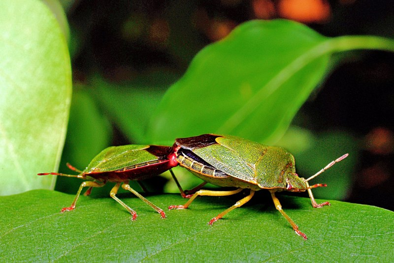 Щитник Nezara viridula (зелёный овощной клоп)