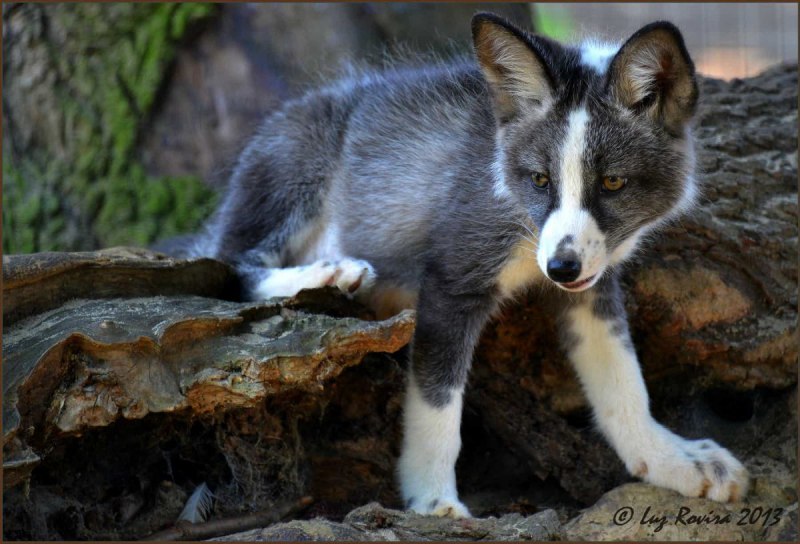 Мраморная лиса (Marble Fox)