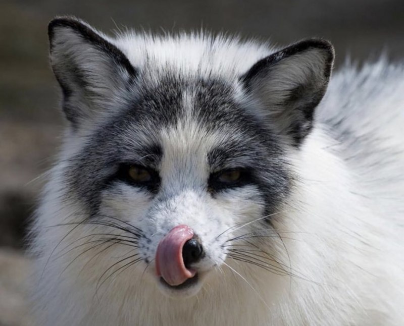 Мраморная лиса (Marble Fox)
