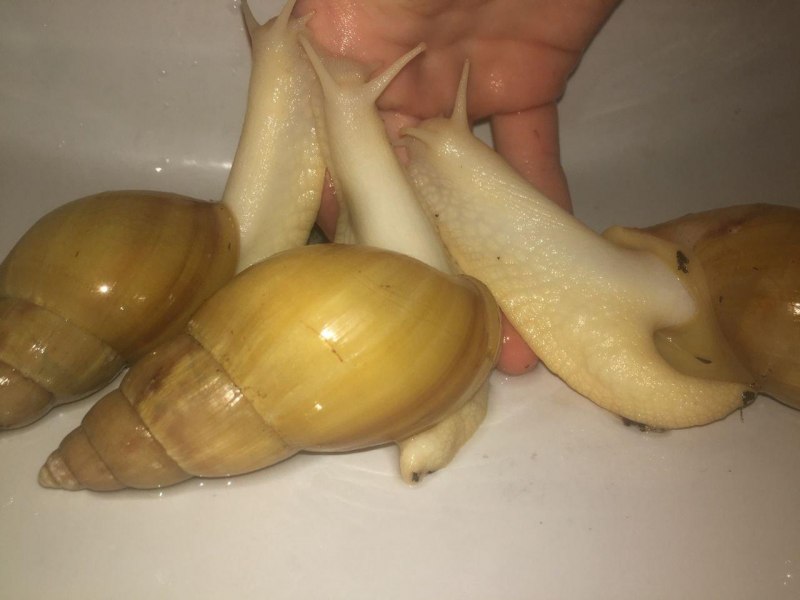 Фулика альбино улитка
