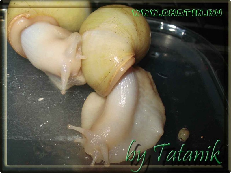 Achatina Fulica var. «White Jades» (белый нефрит)