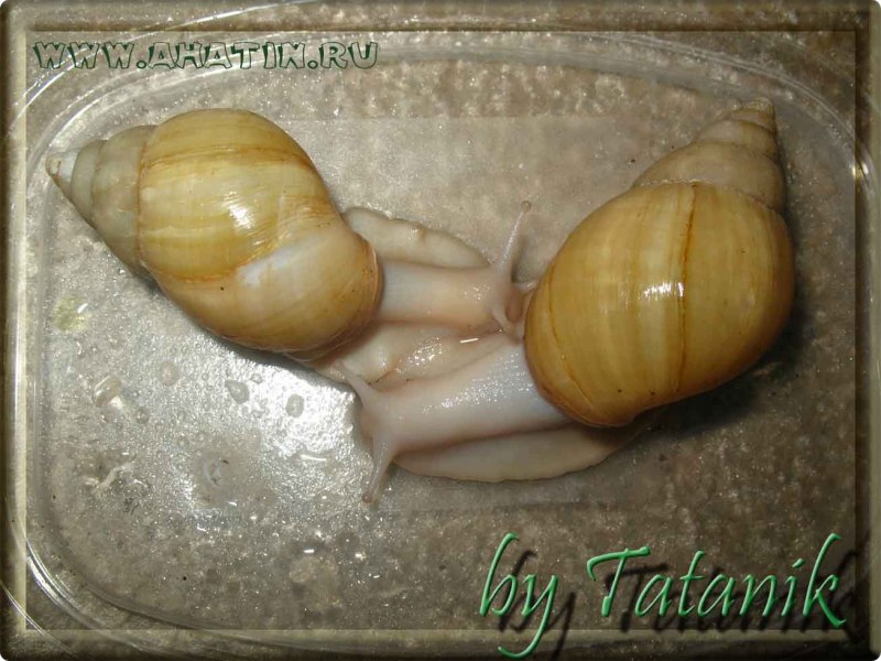 Ахатина фулика sinistrosa
