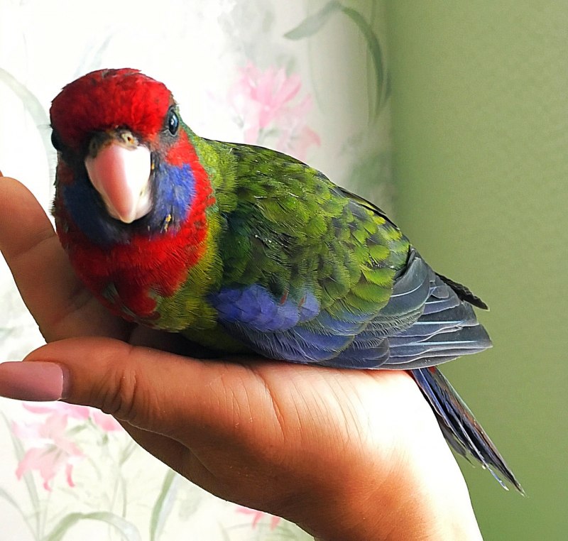 Розелла Таун
