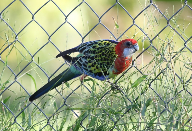 Рубиновая Розелла (Platycercus)