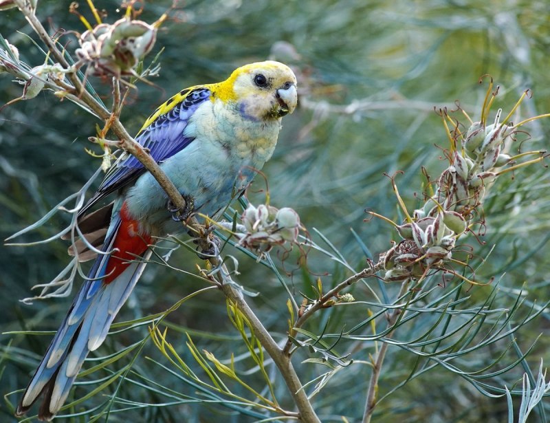 Platycercus caledonicus