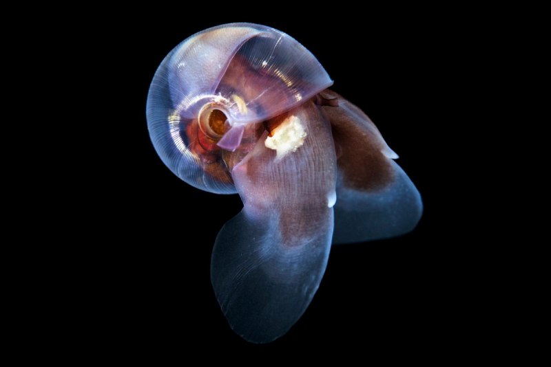 Limacina helicina (Pteropoda)