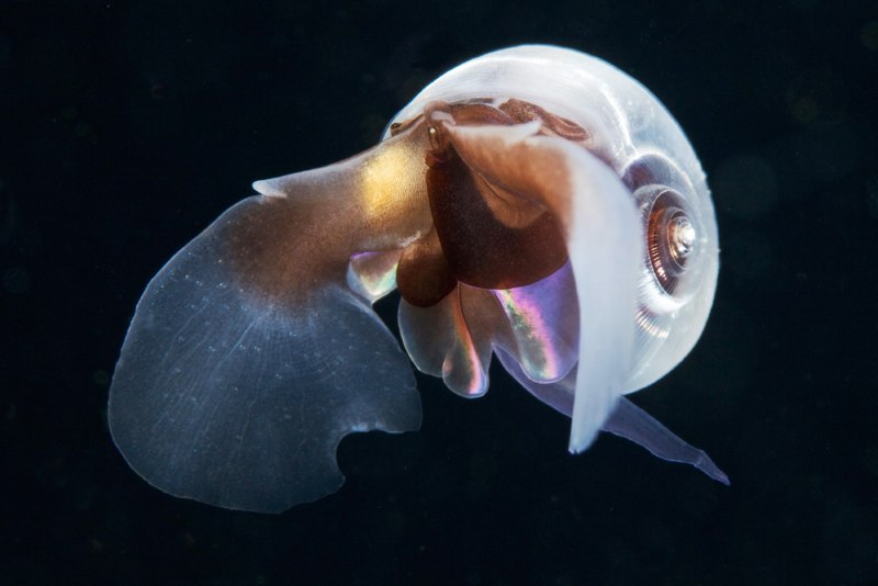 Limacina моллюск