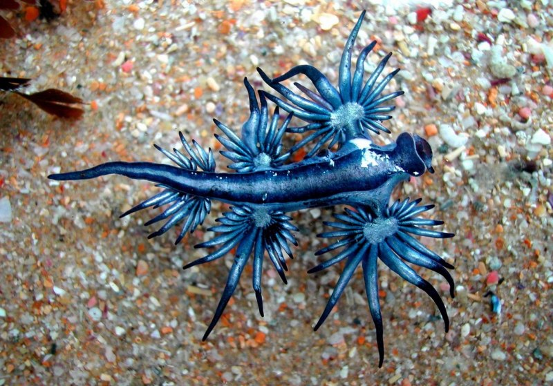 Glaucus Atlanticus голубой дракон